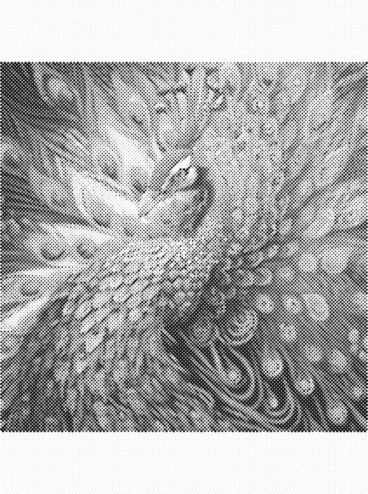 DOT Painting Dieren 30x40cm - 1 kleur stippen - stippelschilderij - Pauw