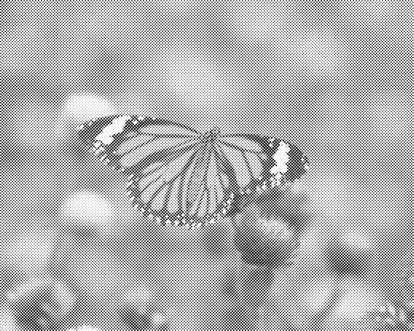 DOT Painting Vlinder - Magical Insects