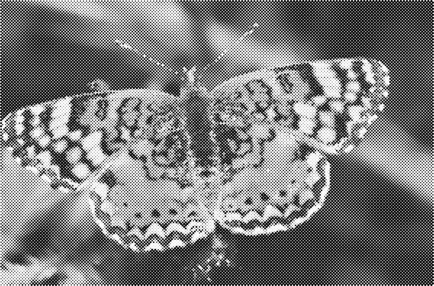 DOT Painting Dieren - Katten en Vogels