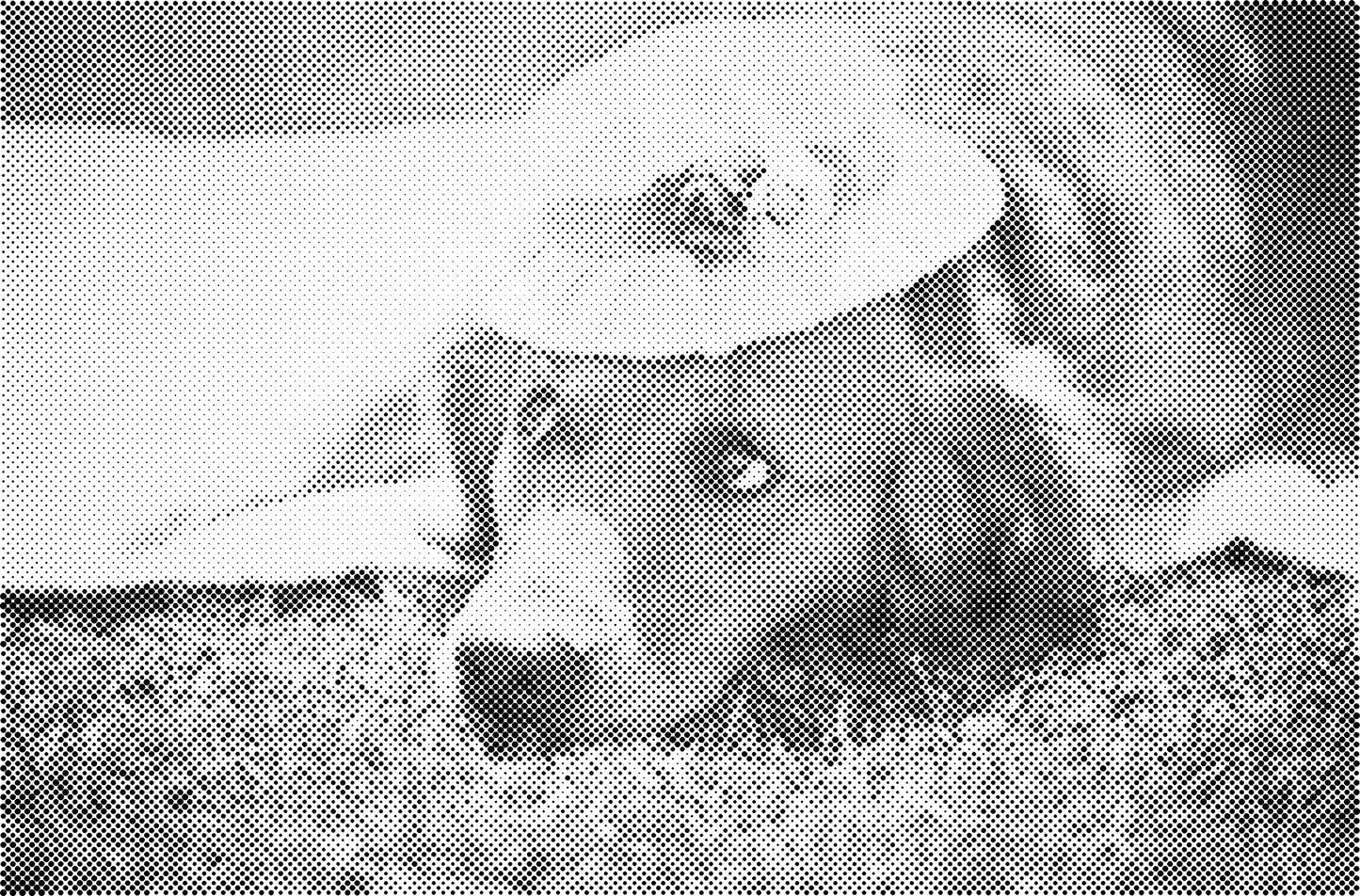 DOT Painting Honden, Eenden en Vogels - Verkrijgbaar in 40x60cm, 50x75cm, en 60x90cm