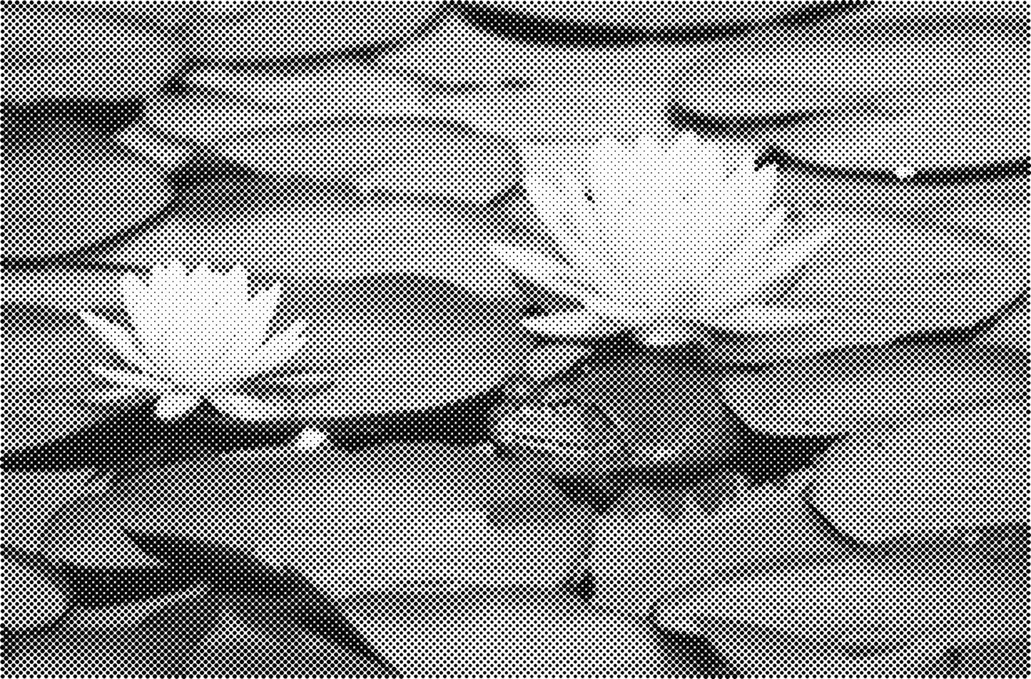 DOT Painting Dieren - (Paarden, Giraf, Vogels) - Verkrijgbaar in 40x60cm, 50x75cm, 60x90cm