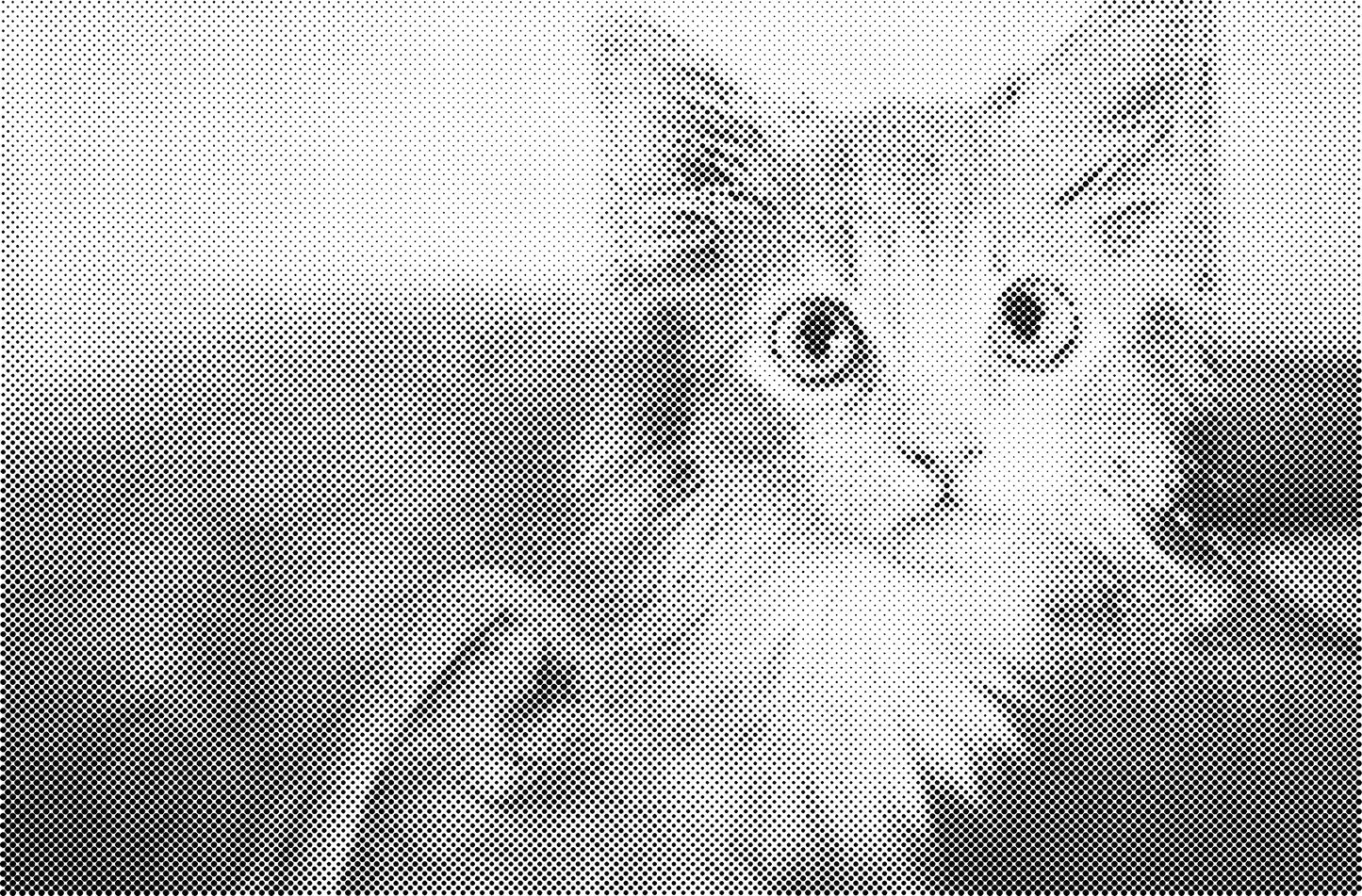 DOT Painting Katten - Verkrijgbaar in 40x60cm, 50x75cm en 60x90cm