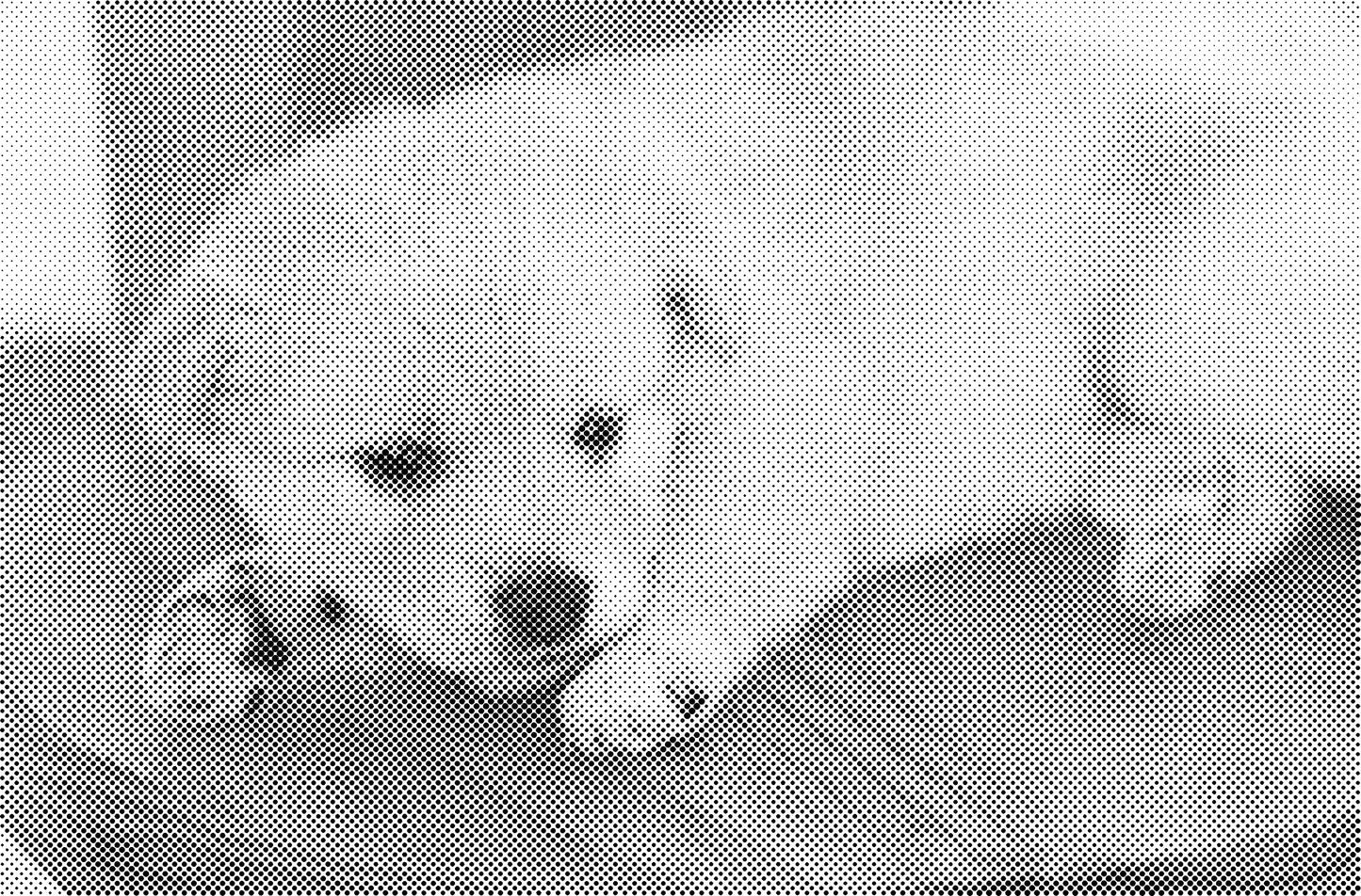 DOT Painting - Wolven en Honden