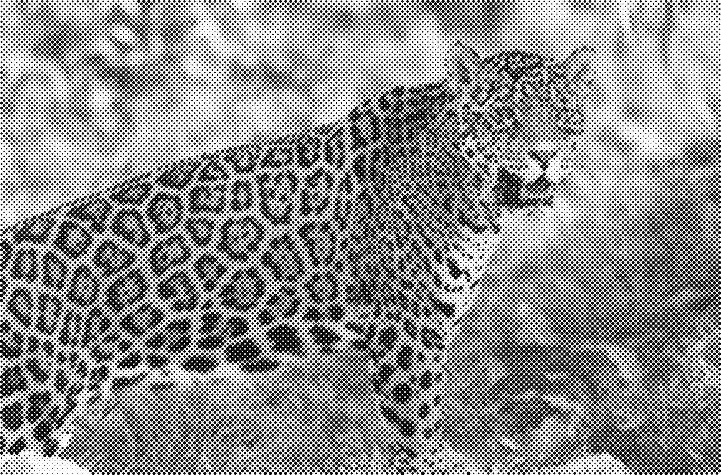 DOT Painting Big Cats - Leeuw, Tijger en Luipaard