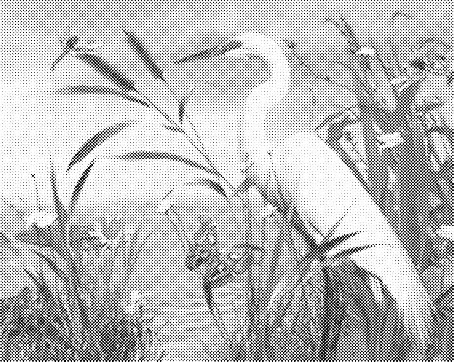 DOT Painting - Dieren op Canvas (40x50cm / 60x75cm)