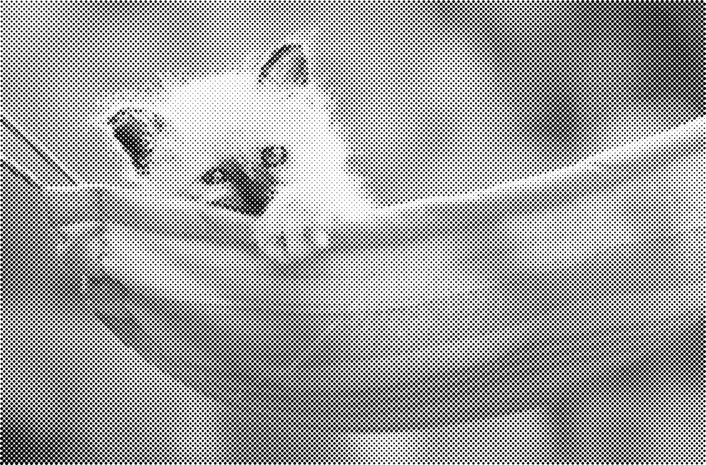 DOT Painting Katten - Verkrijgbaar in 40x60cm, 50x75cm en 60x90cm