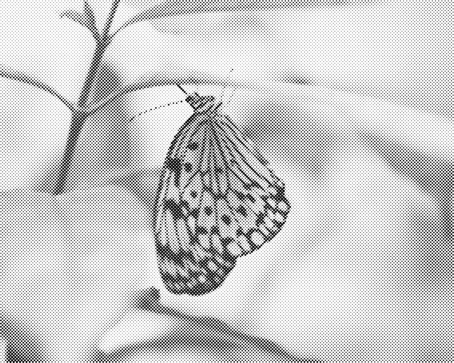 DOT Painting Vlinder - Magical Insects