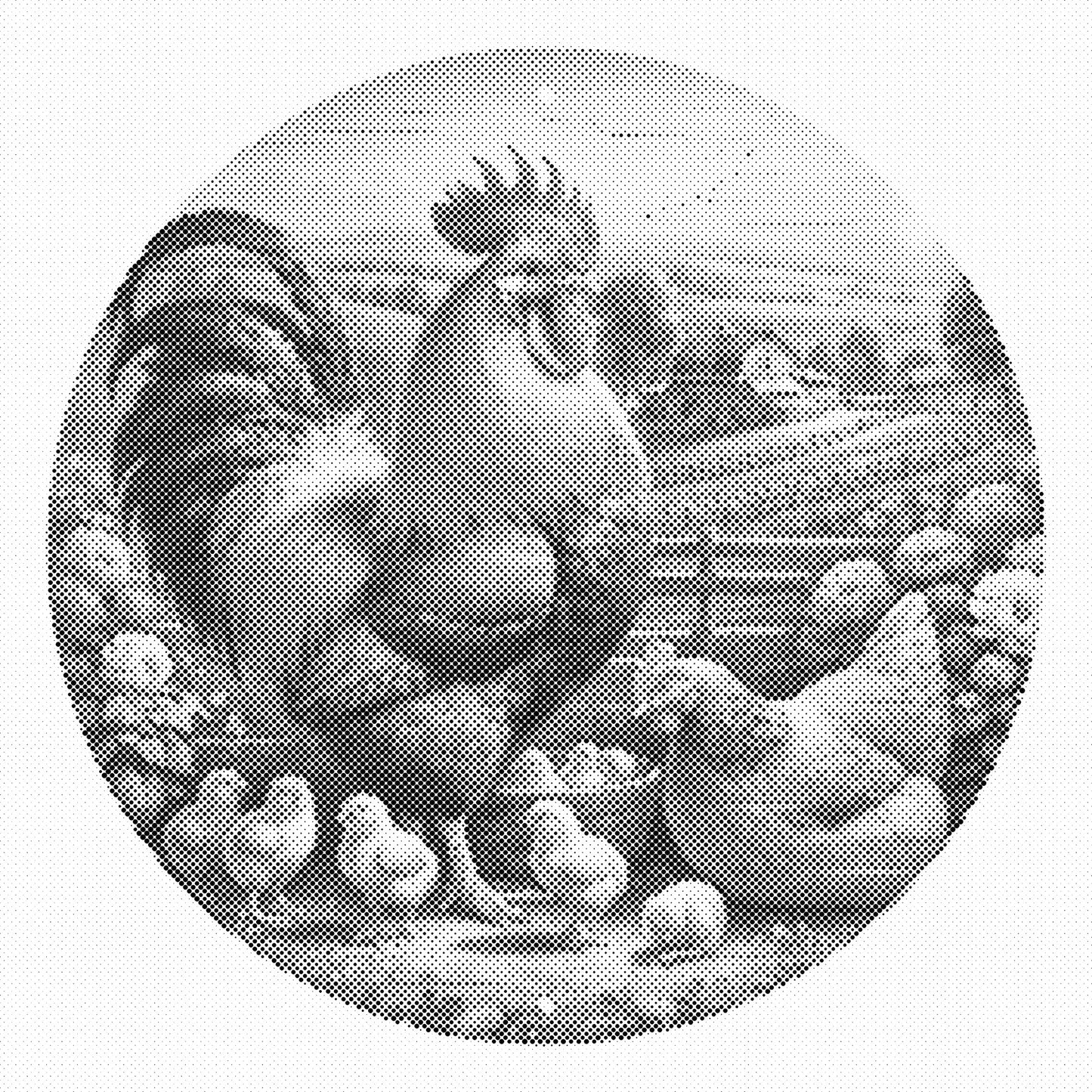 DOT Painting – Kippen & Hanen (40x40cm, 50x50cm of 60x60cm)