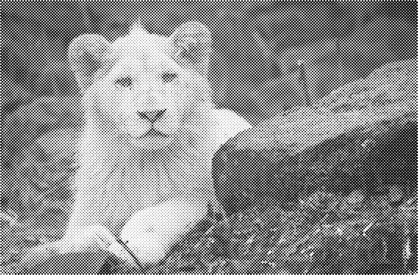 DOT Painting Big Cats - Leeuw, Tijger en Luipaard