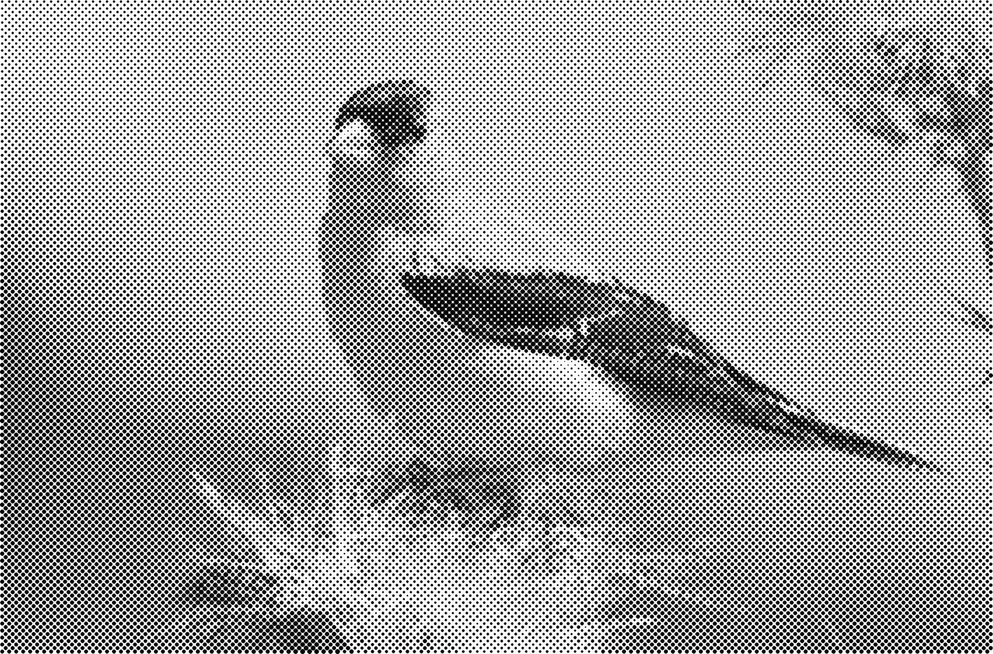 DOT Painting Dieren - (Paarden, Giraf, Vogels) - Verkrijgbaar in 40x60cm, 50x75cm, 60x90cm