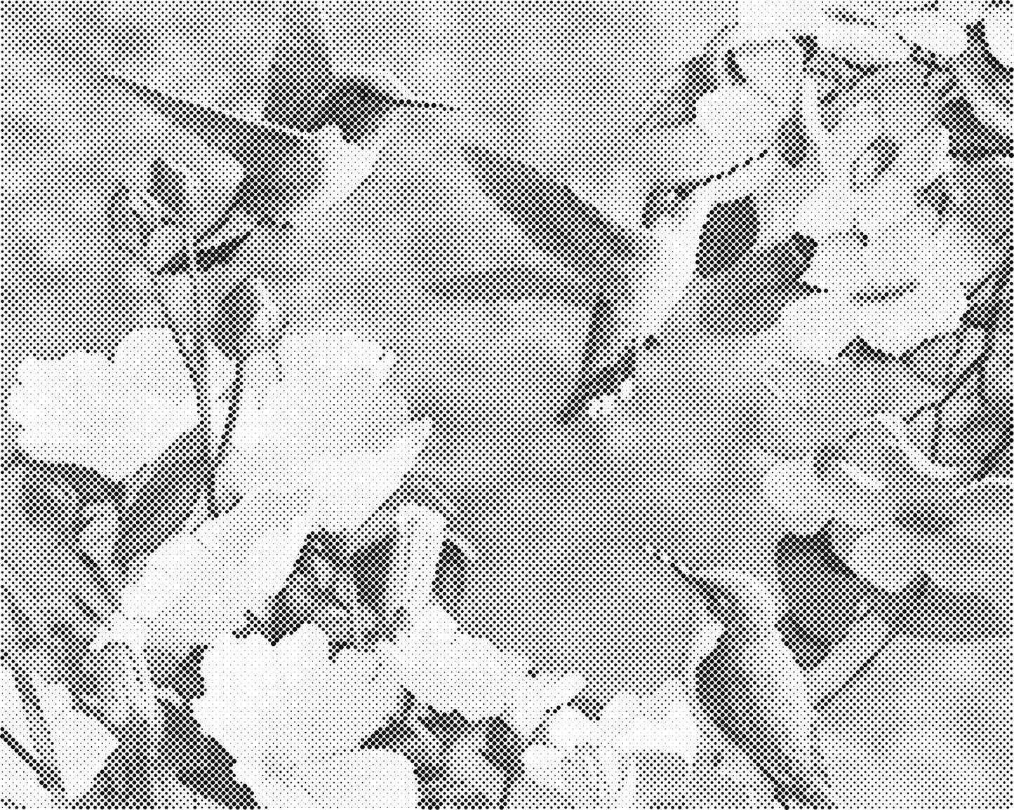 DOT Painting - Dieren op Canvas (40x50cm / 60x75cm)