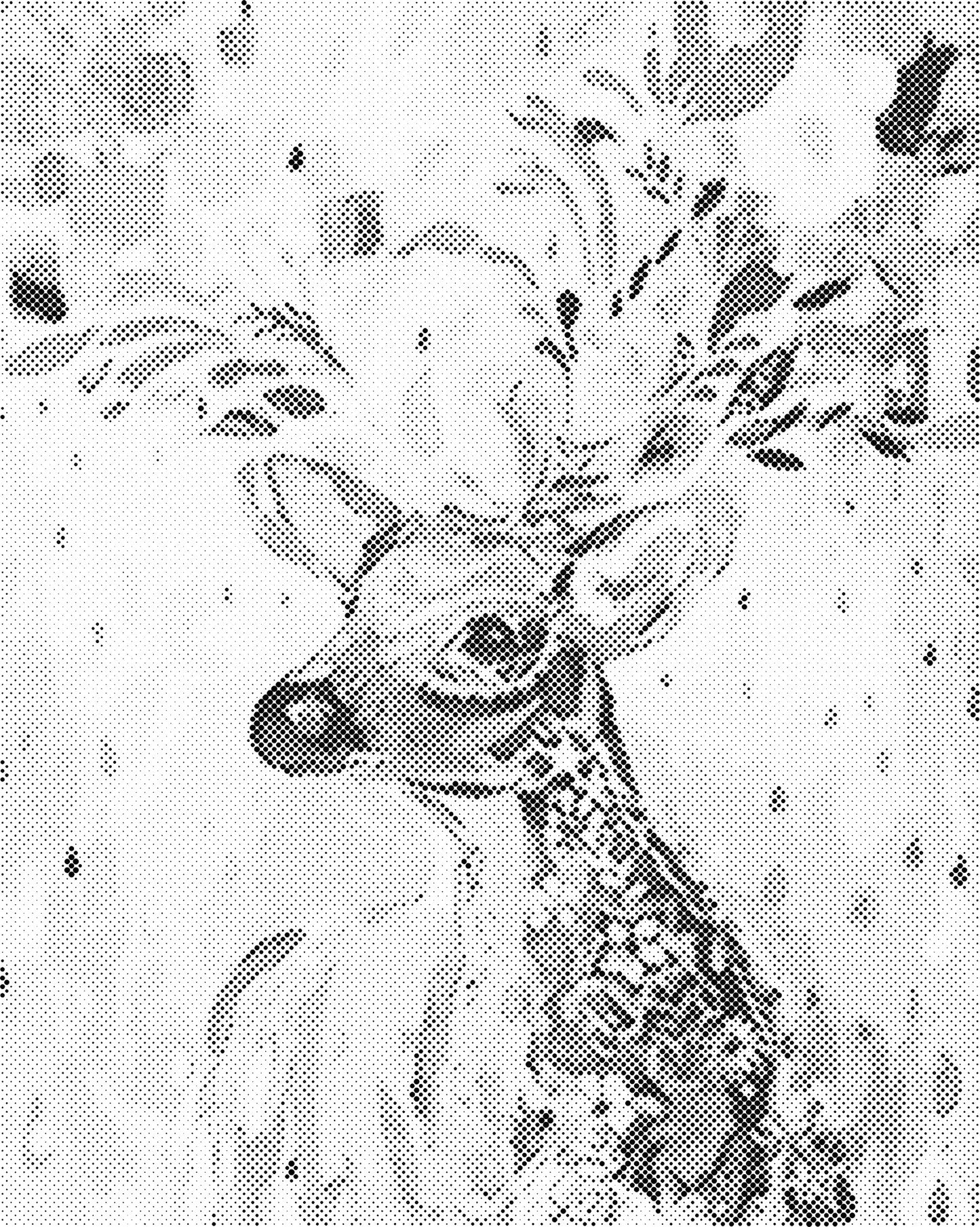 DOT Painting Dieren - Grappige Dieren - 40x50cm of 60x75cm