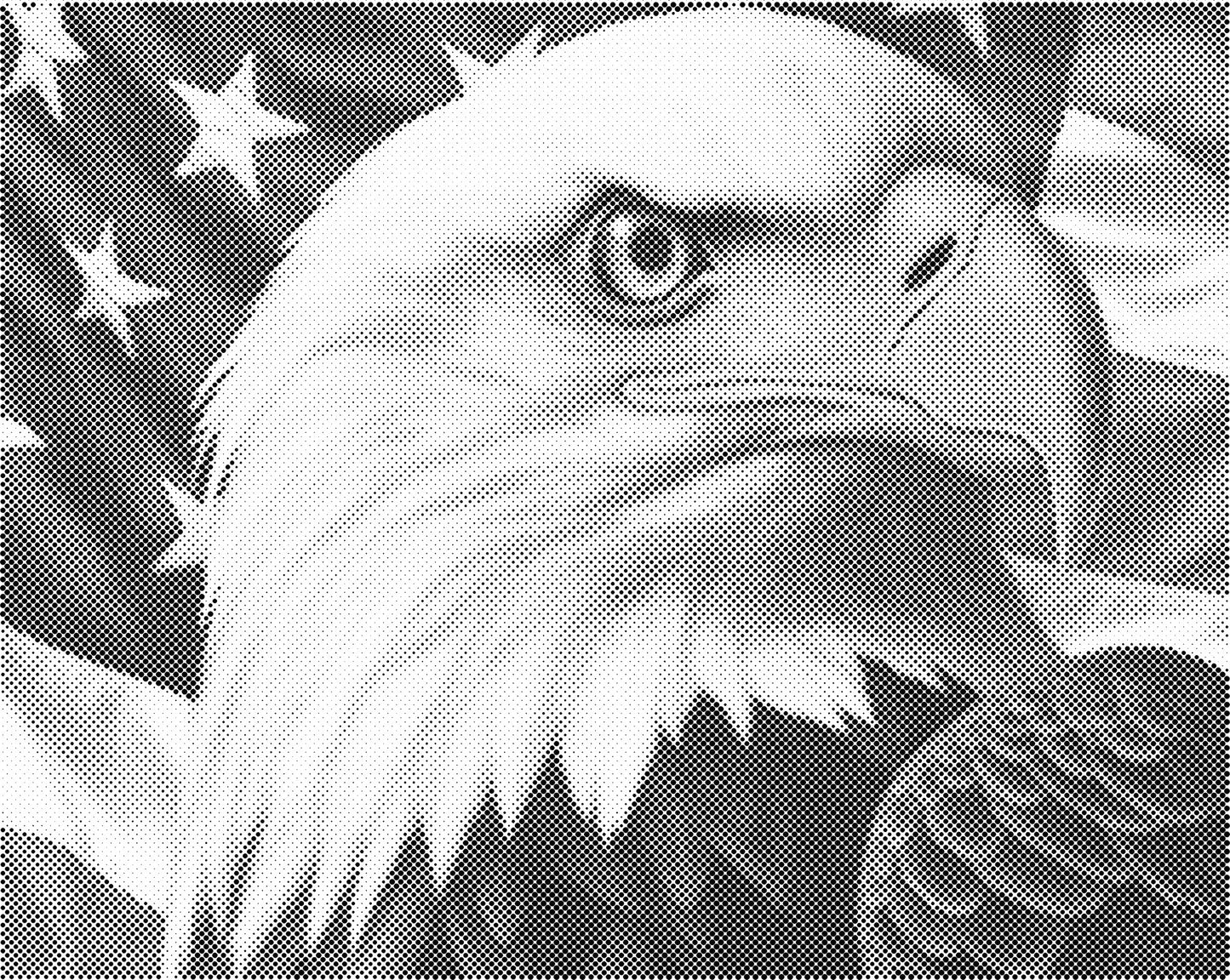 DOT Painting - Dieren op Canvas (40x50cm / 60x75cm)