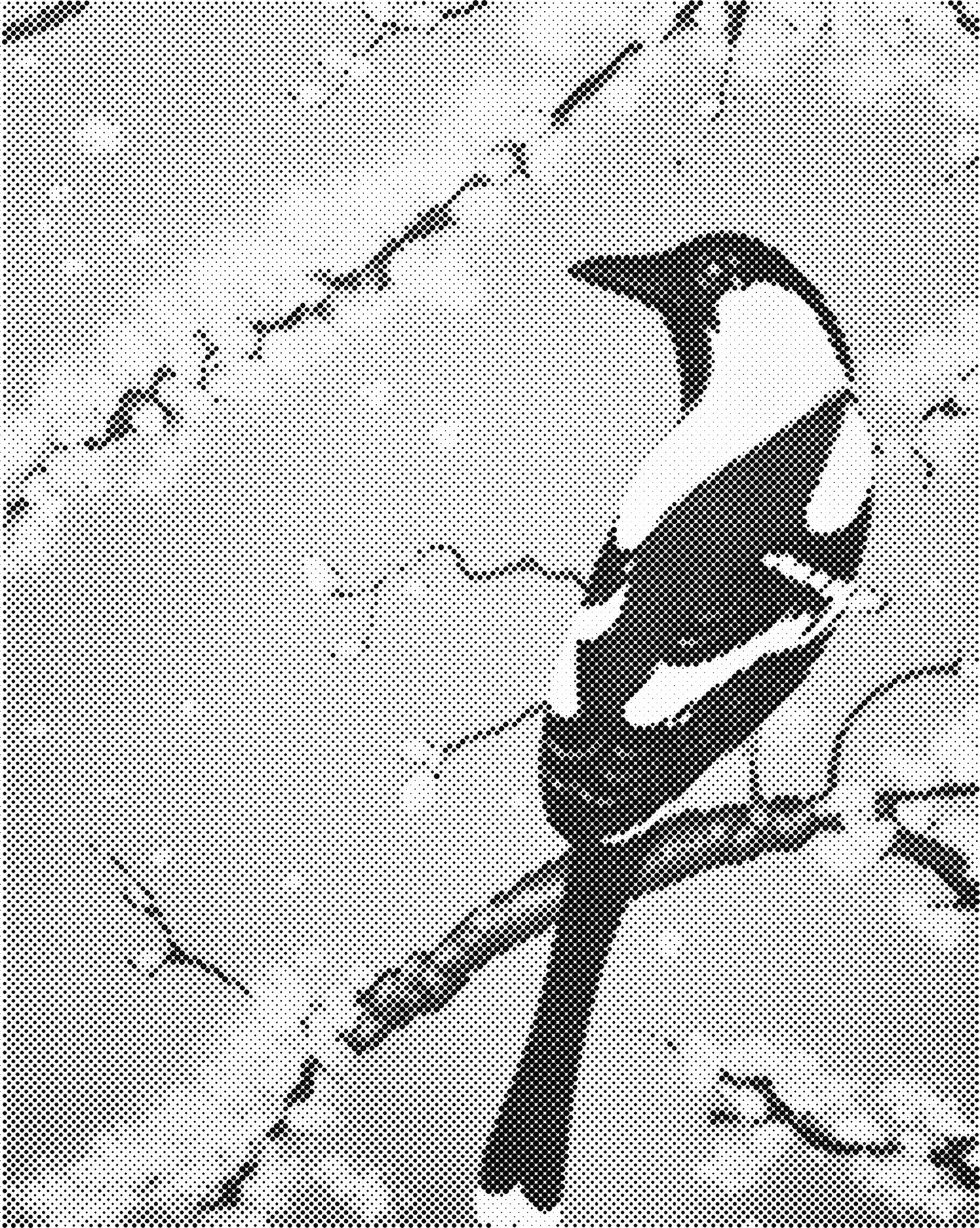 DOT Painting - Dieren op Canvas (40x50cm / 60x75cm)