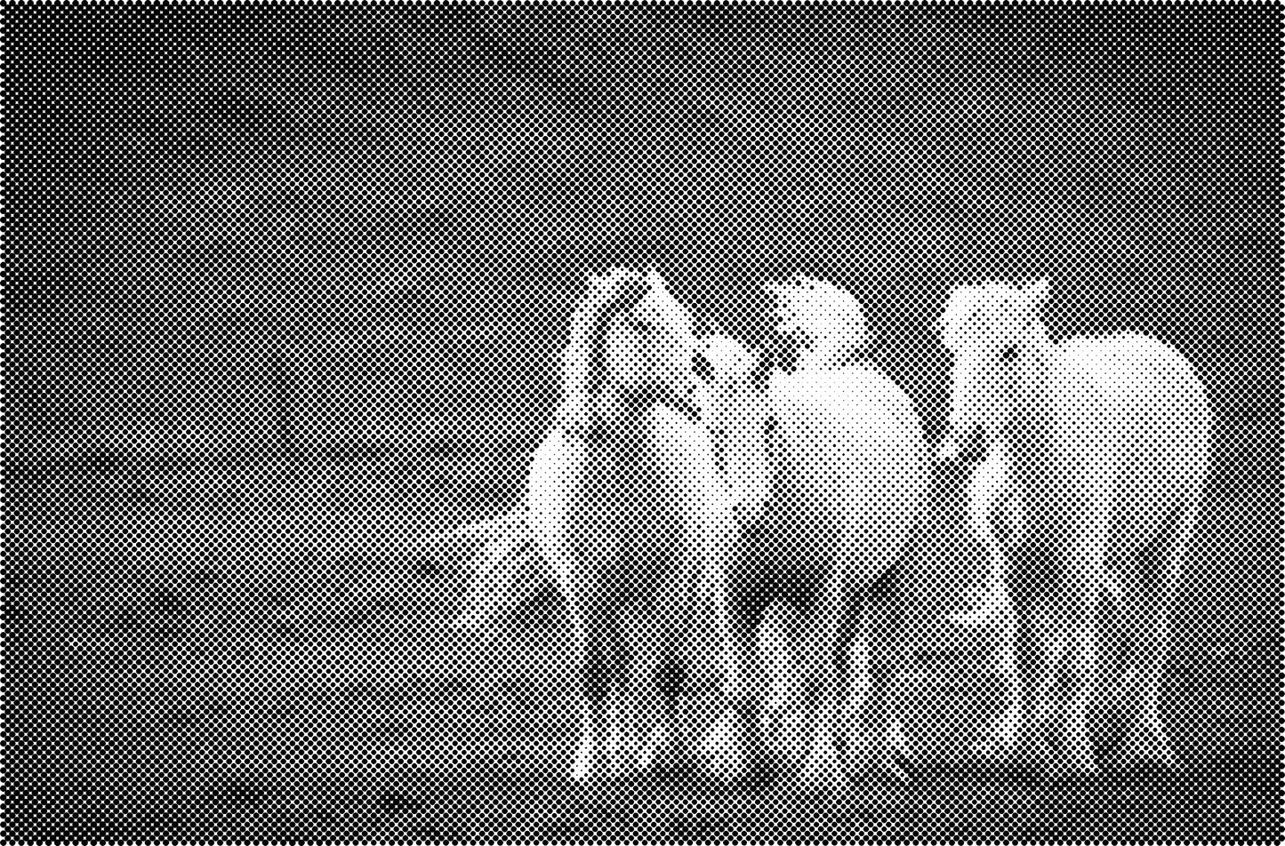 DOT Painting Dieren - (Paarden, Giraf, Vogels) - Verkrijgbaar in 40x60cm, 50x75cm, 60x90cm