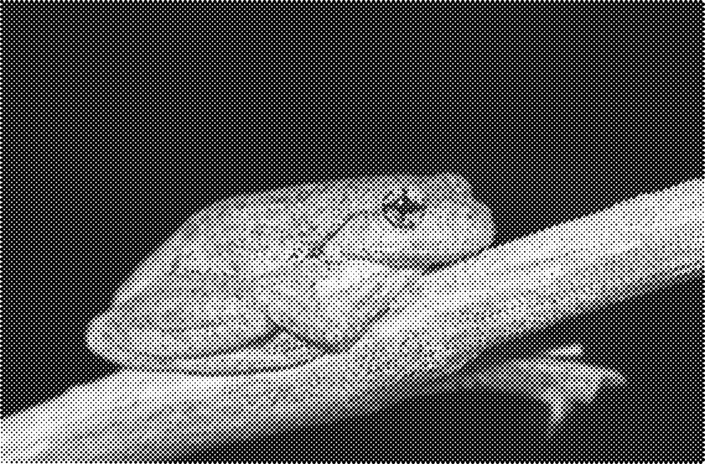 DOT Painting Dieren - (Paarden, Giraf, Vogels) - Verkrijgbaar in 40x60cm, 50x75cm, 60x90cm