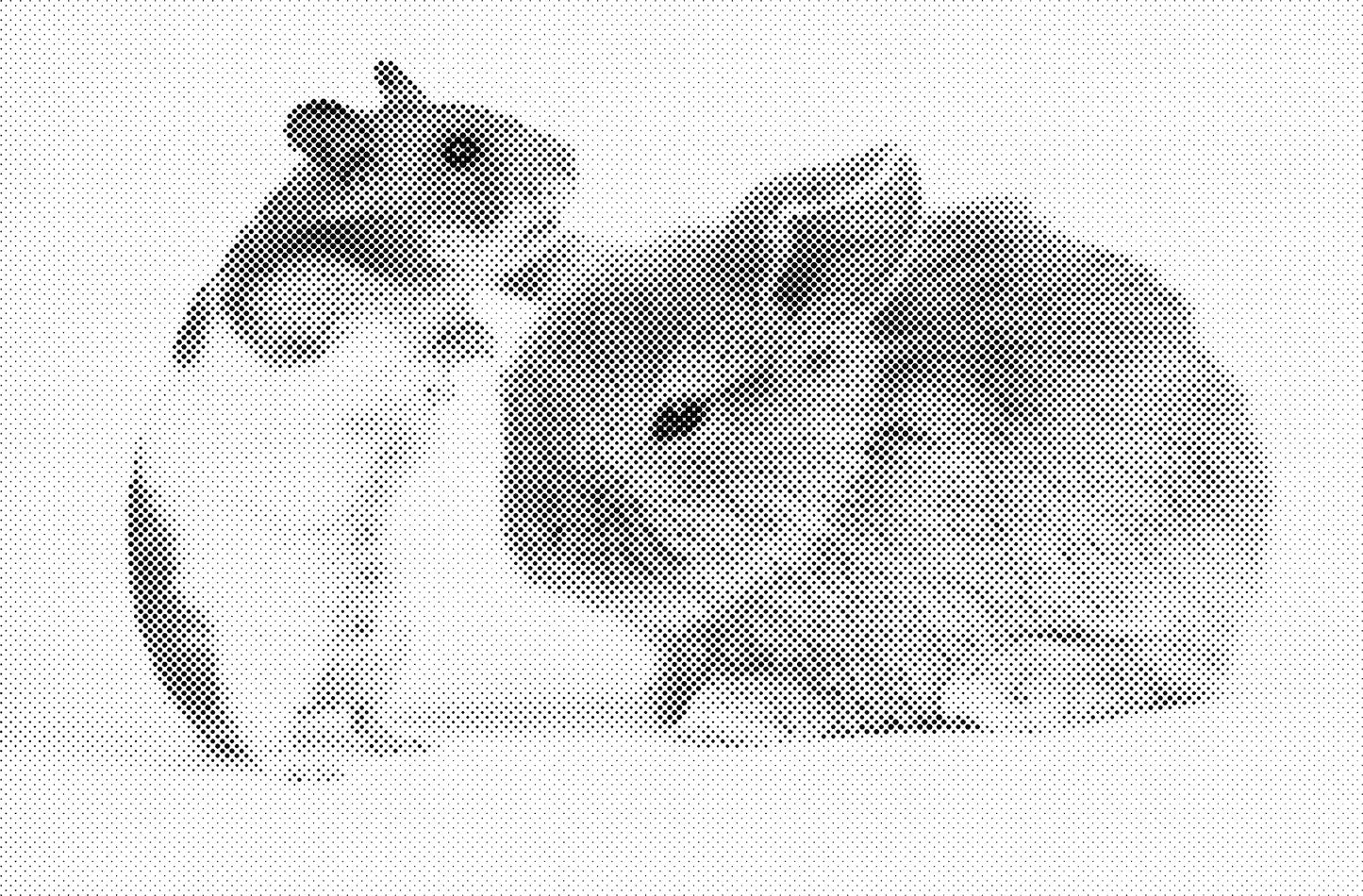 DOT Painting Dieren - Konijnen, Puppies en Katten - Verkrijgbaar in 40x60cm, 50x75cm en 60x90cm