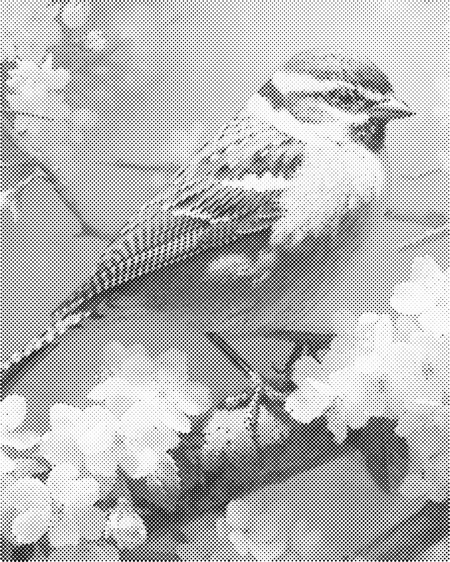 DOT Painting - Dieren op Canvas (40x50cm / 60x75cm)