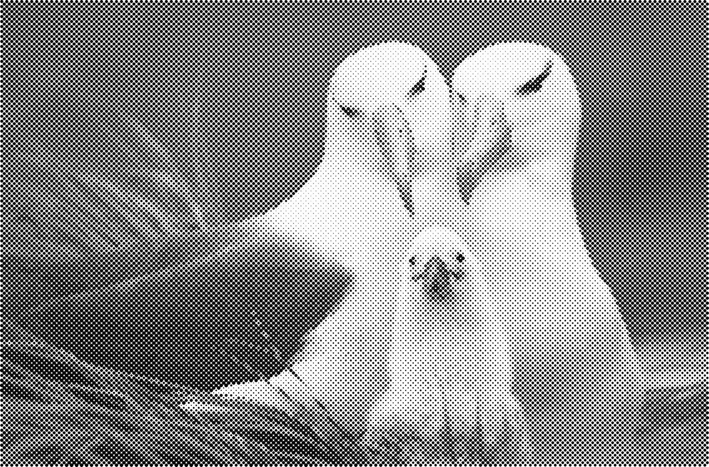 DOT Painting Dieren - Konijnen, Puppies en Katten - Verkrijgbaar in 40x60cm, 50x75cm en 60x90cm