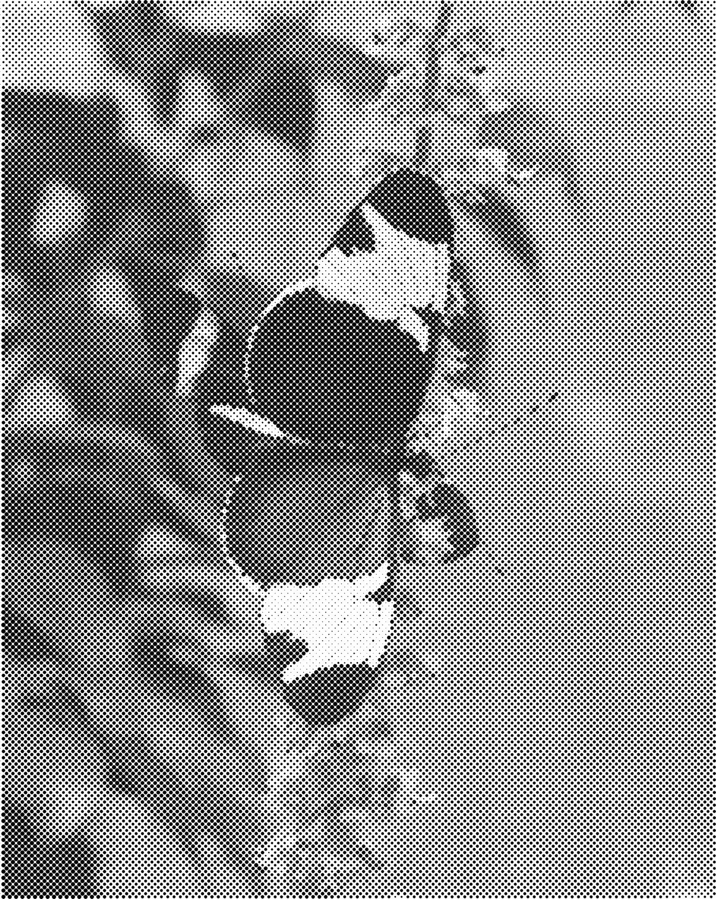 DOT Painting Vlinder - Magical Insects