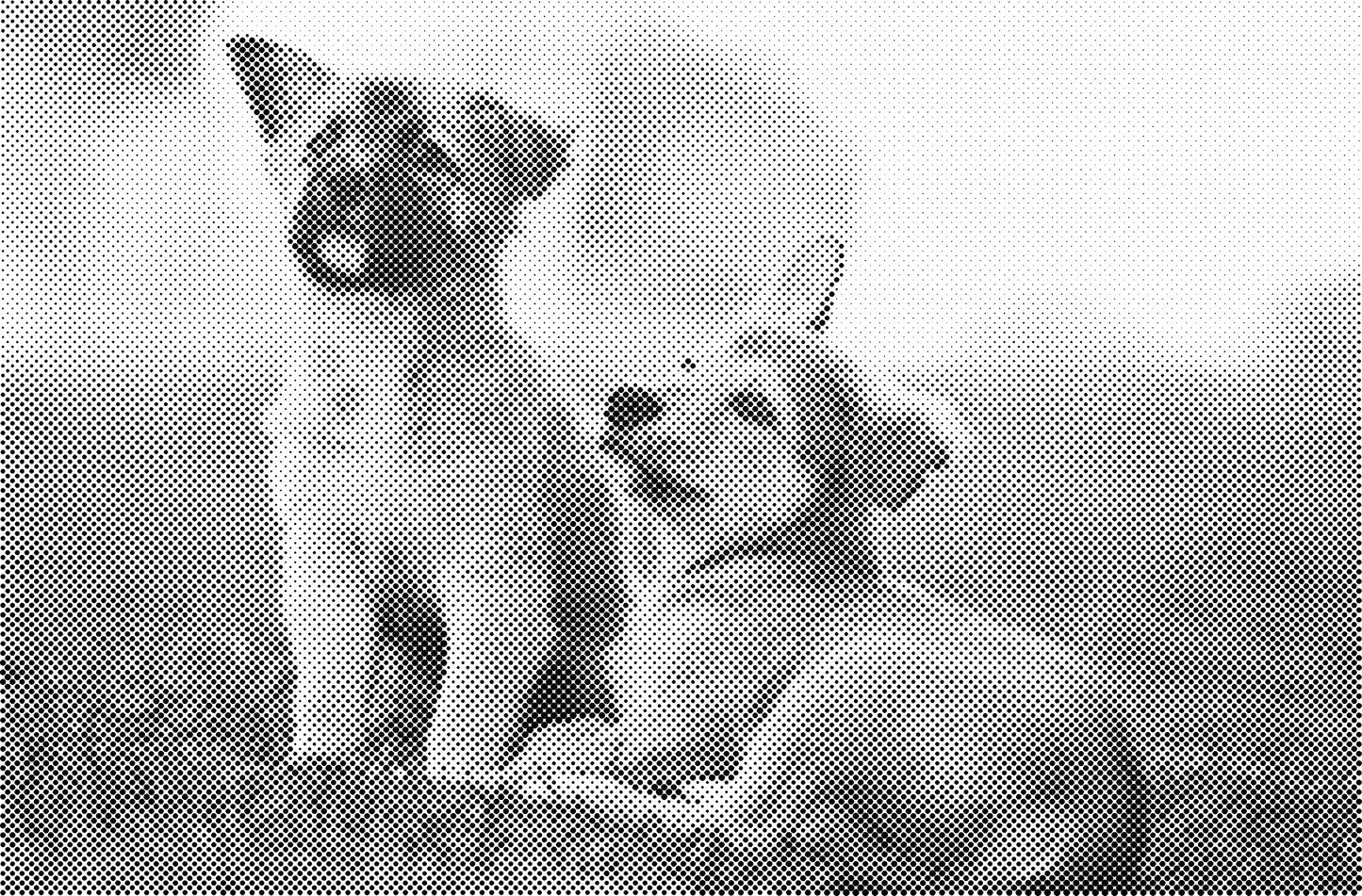 DOT Painting Honden, Eenden en Vogels - Verkrijgbaar in 40x60cm, 50x75cm, en 60x90cm