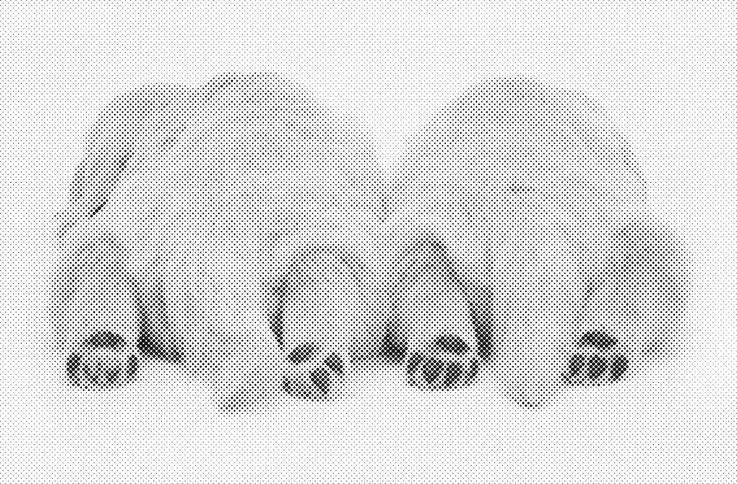 DOT Painting Honden, Eenden en Vogels - Verkrijgbaar in 40x60cm, 50x75cm, en 60x90cm