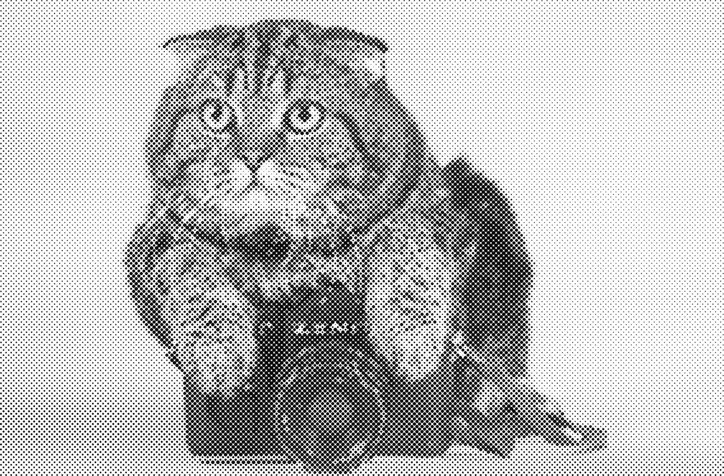 DOT Painting Kattenrassen