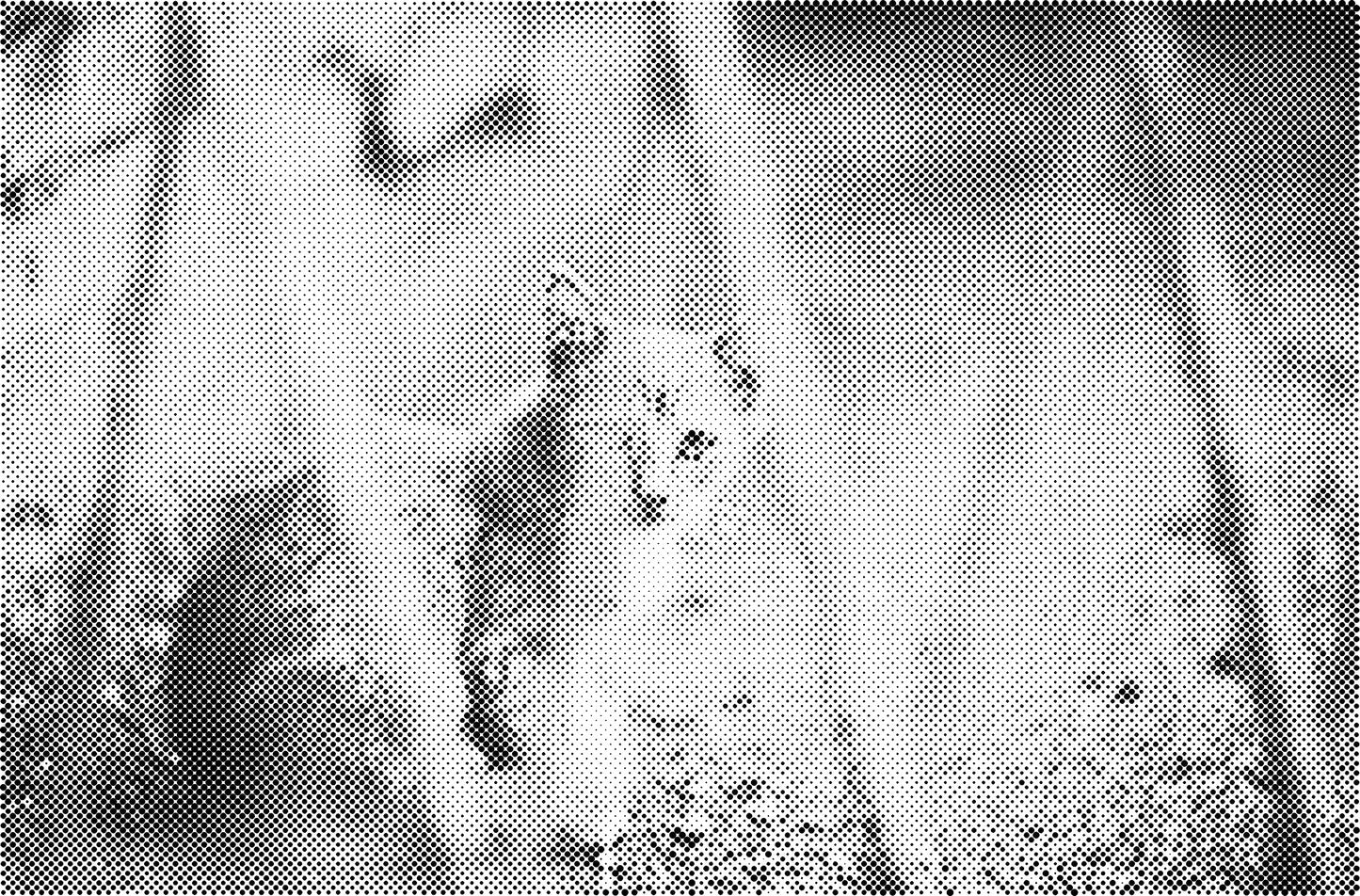 DOT Painting Dieren - Katten en Vogels