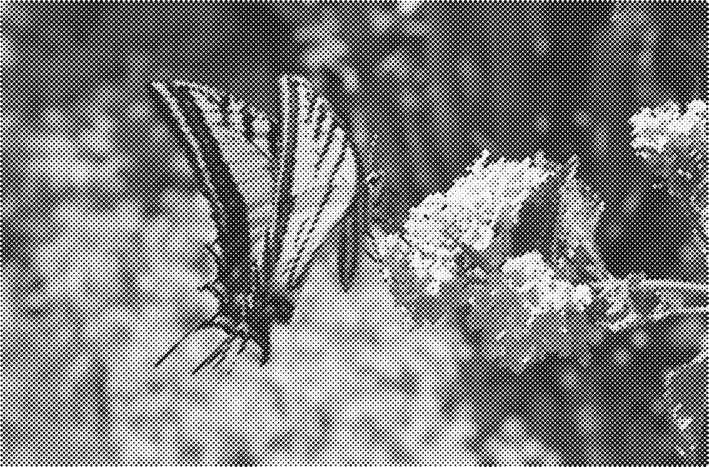 DOT Painting Dieren - Katten en Vogels