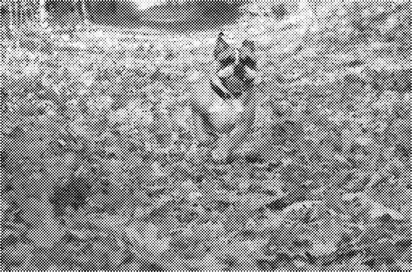 DOT Painting Dieren - Katten en Vogels