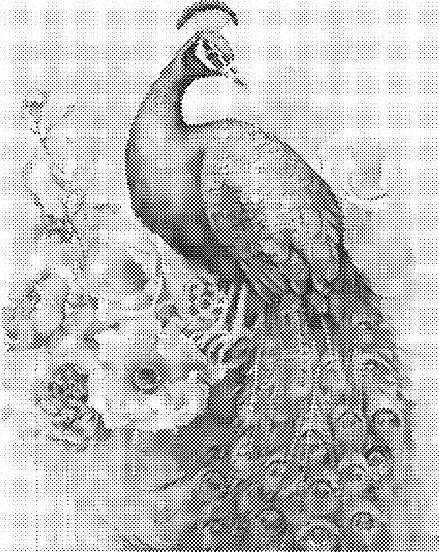 DOT Painting – Dieren op Canvas (40x50cm of 60x75cm) – Met of zonder stiften