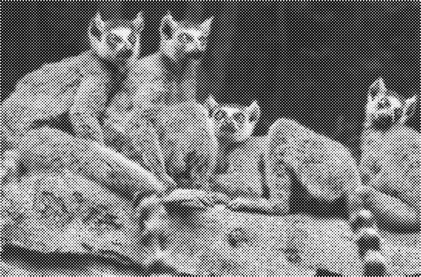 DOT Painting Dieren - Konijnen, Puppies en Katten - Verkrijgbaar in 40x60cm, 50x75cm en 60x90cm