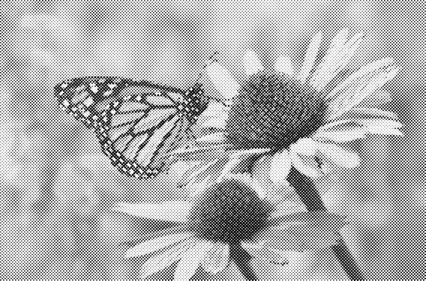 DOT Painting Dieren - Katten en Vogels