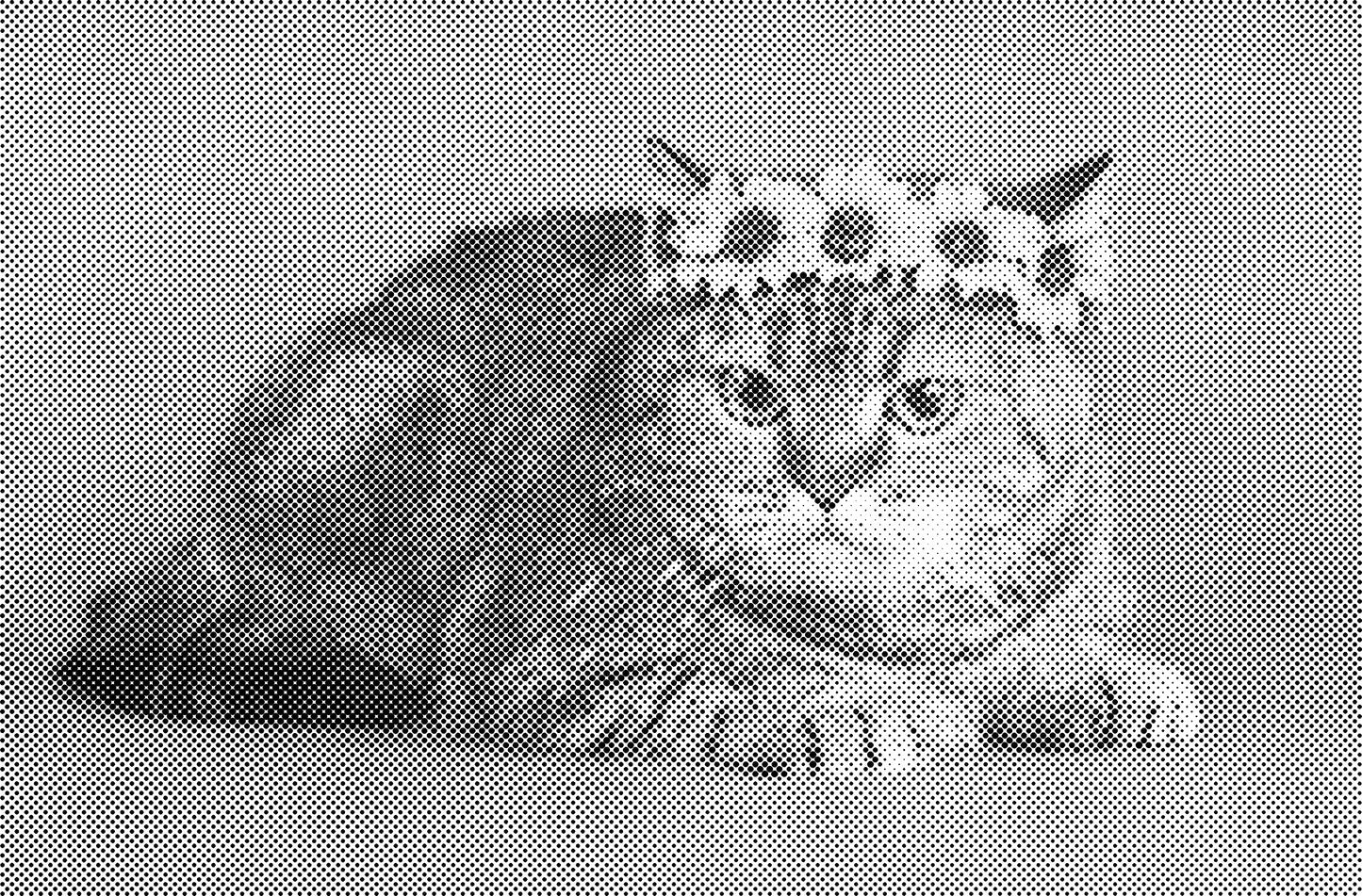 DOT Painting Katten - Verkrijgbaar in 40x60cm, 50x75cm en 60x90cm