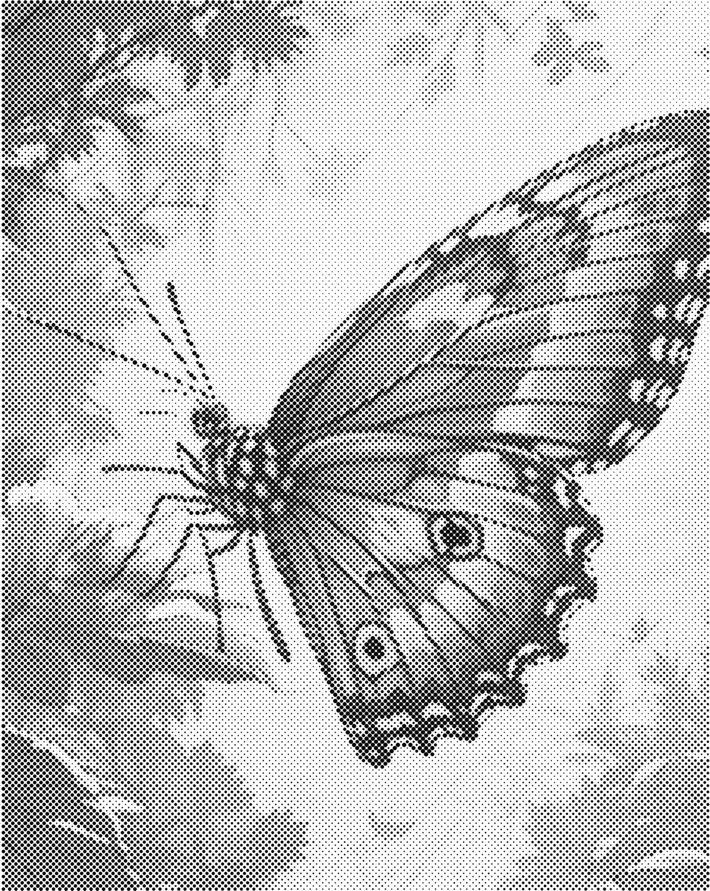 DOT Painting Vlinder - Magical Insects