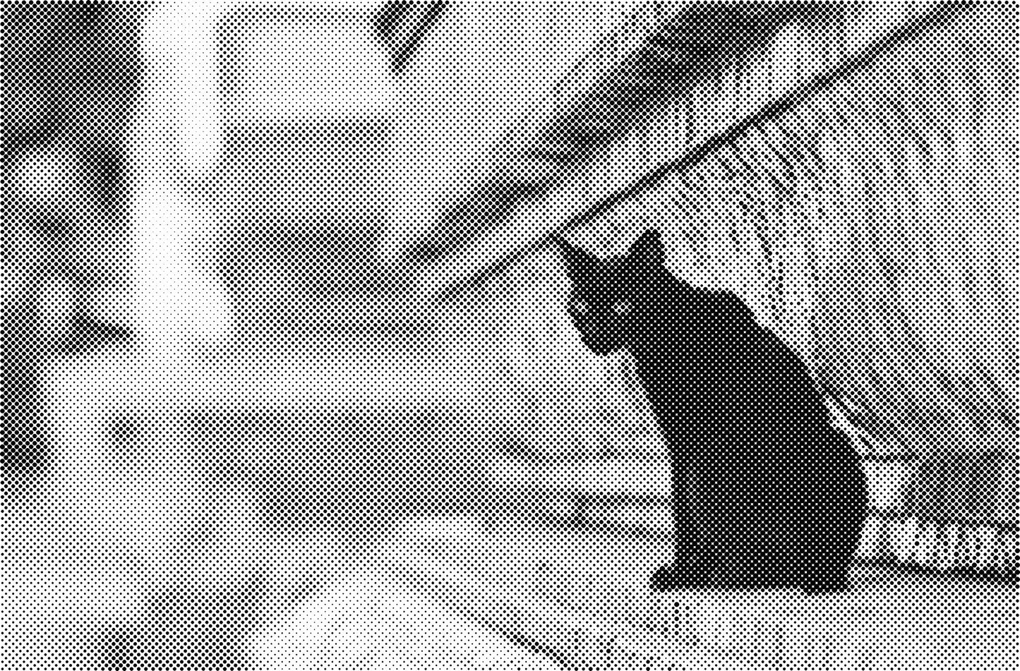 DOT Painting Katten - Verkrijgbaar in 40x60cm, 50x75cm en 60x90cm