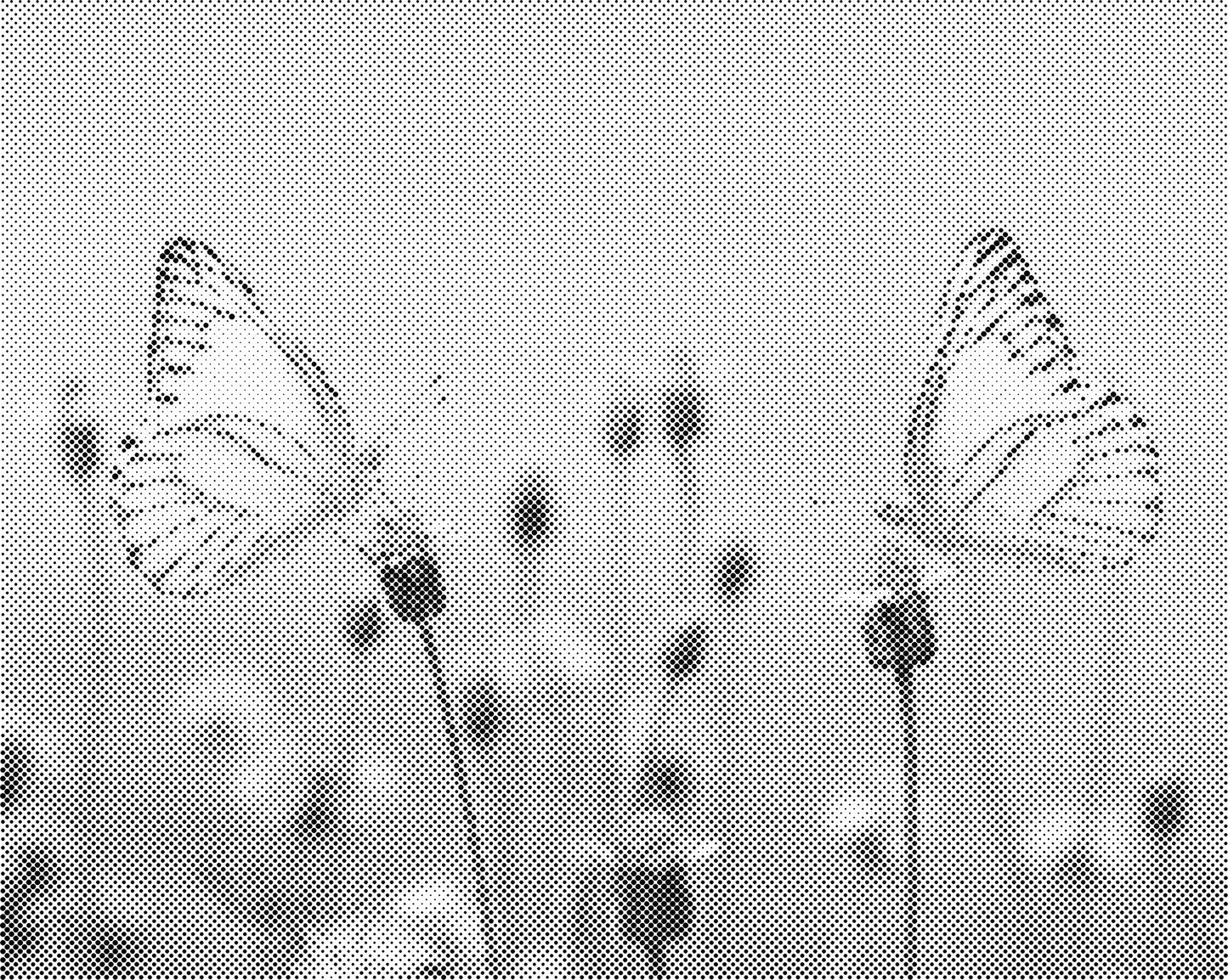 DOT Painting Vlinder - Magical Insects