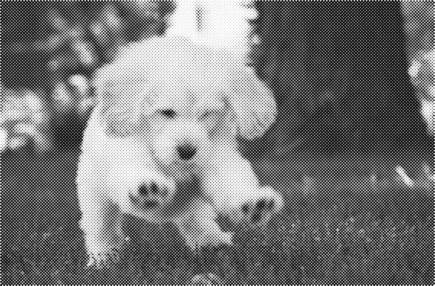 DOT Painting Honden, Eenden en Vogels - Verkrijgbaar in 40x60cm, 50x75cm, en 60x90cm