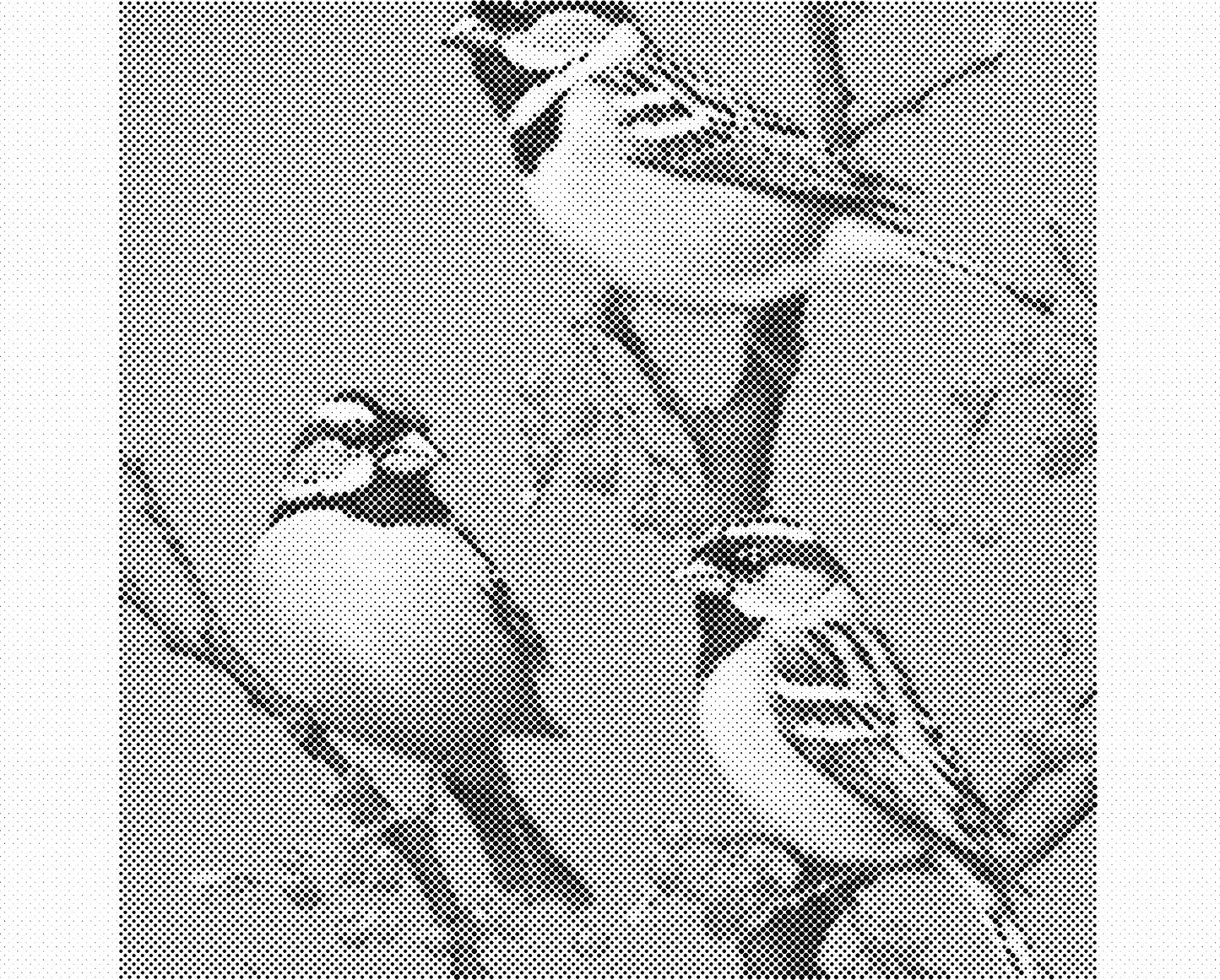 DOT Painting Dieren - Grappige Dieren - 40x50cm of 60x75cm