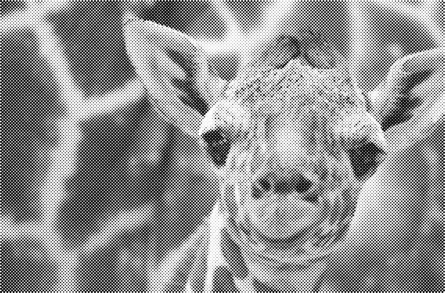 DOT Painting Dieren - (Paarden, Giraf, Vogels) - Verkrijgbaar in 40x60cm, 50x75cm, 60x90cm