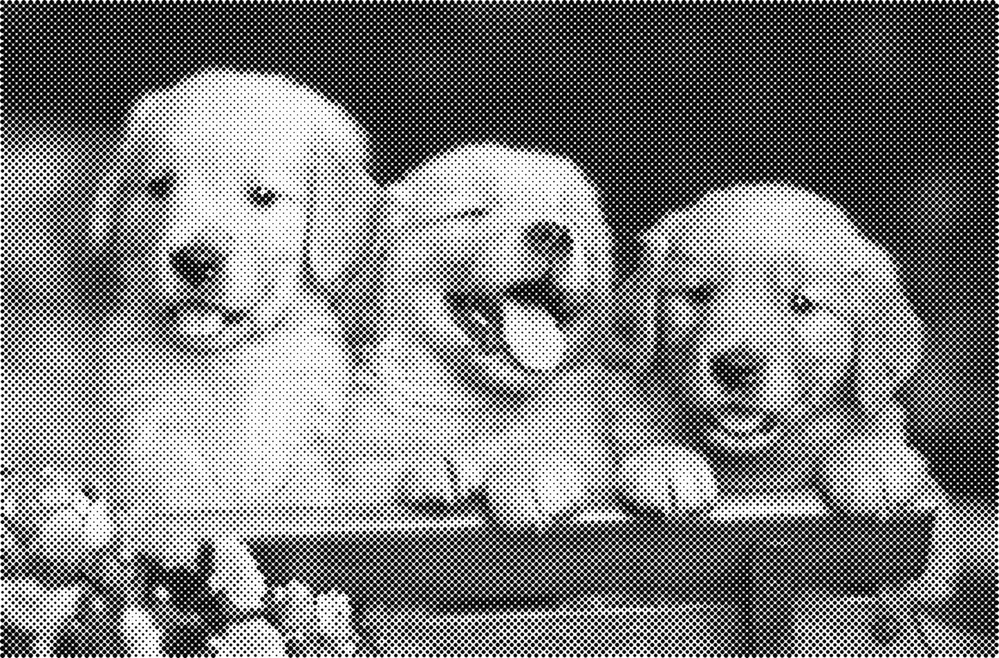 DOT Painting Dieren - Konijnen, Puppies en Katten - Verkrijgbaar in 40x60cm, 50x75cm en 60x90cm