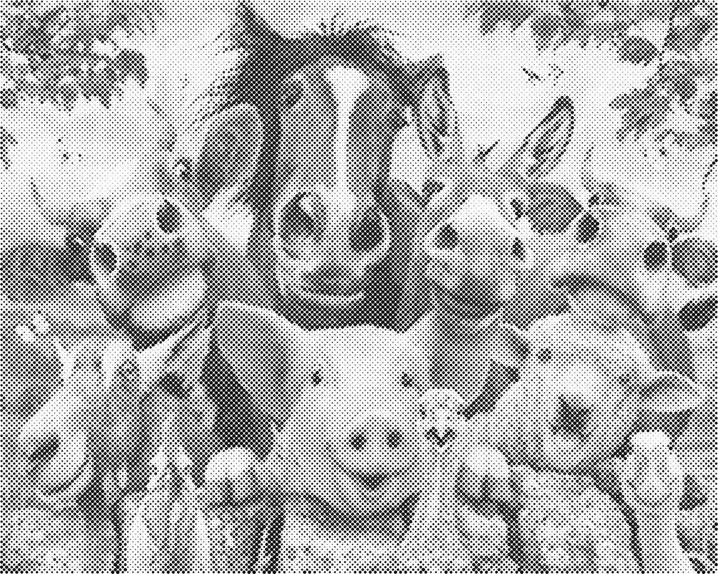 DOT Painting Dieren - Grappige Dieren - 40x50cm of 60x75cm