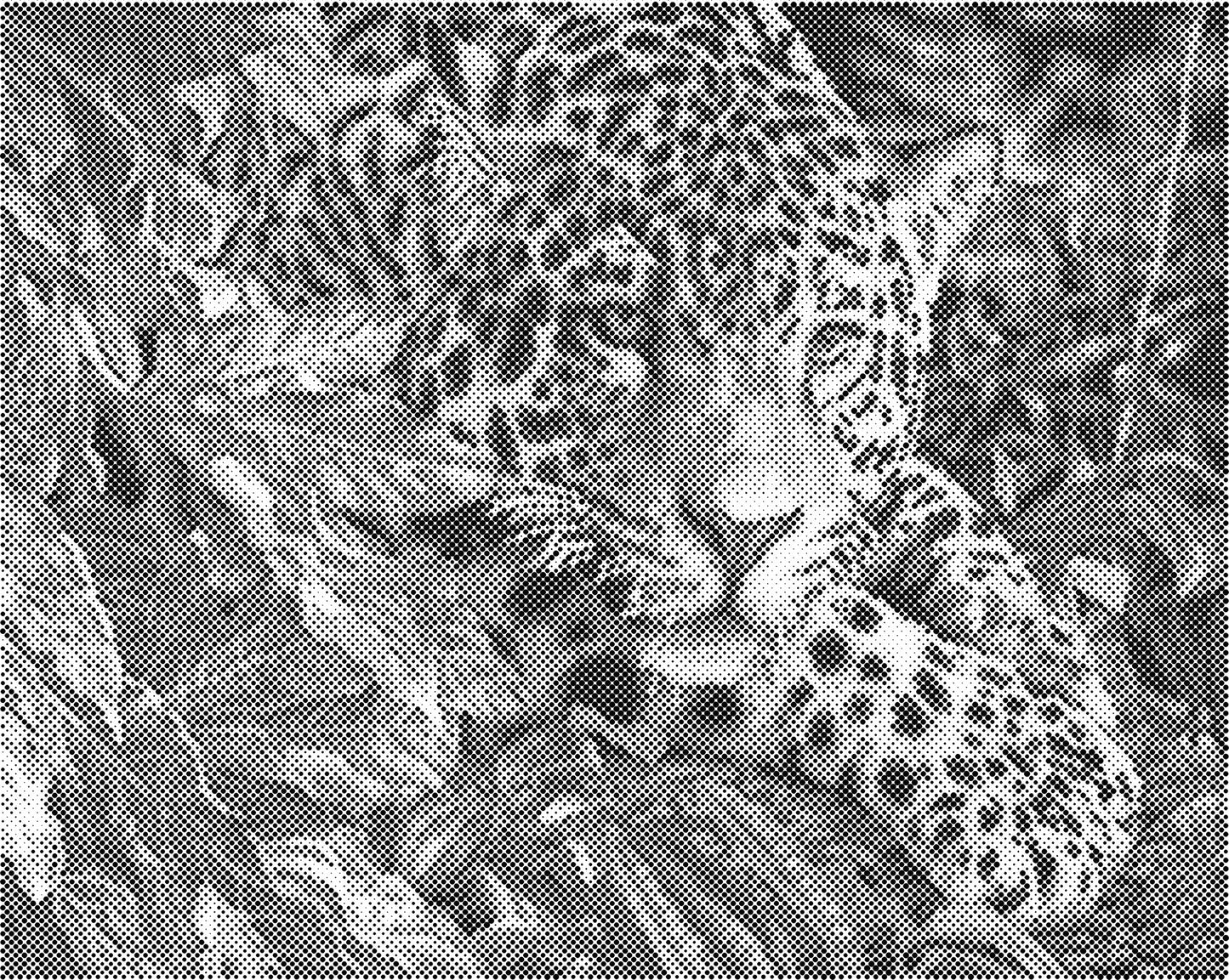 DOT Painting Dieren - Grappige Dieren - 40x50cm of 60x75cm