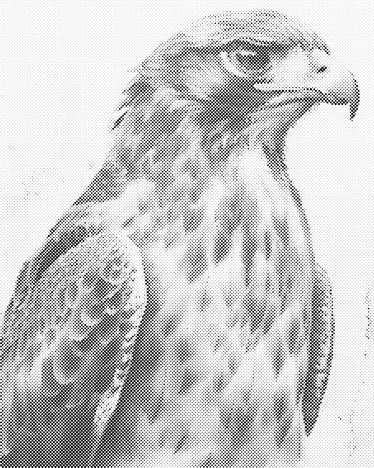 DOT Painting - Dieren op Canvas (40x50cm / 60x75cm)