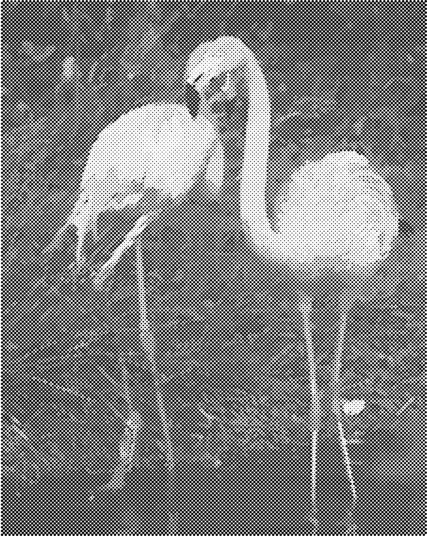 DOT Painting Dieren - Grappige Dieren - 40x50cm of 60x75cm