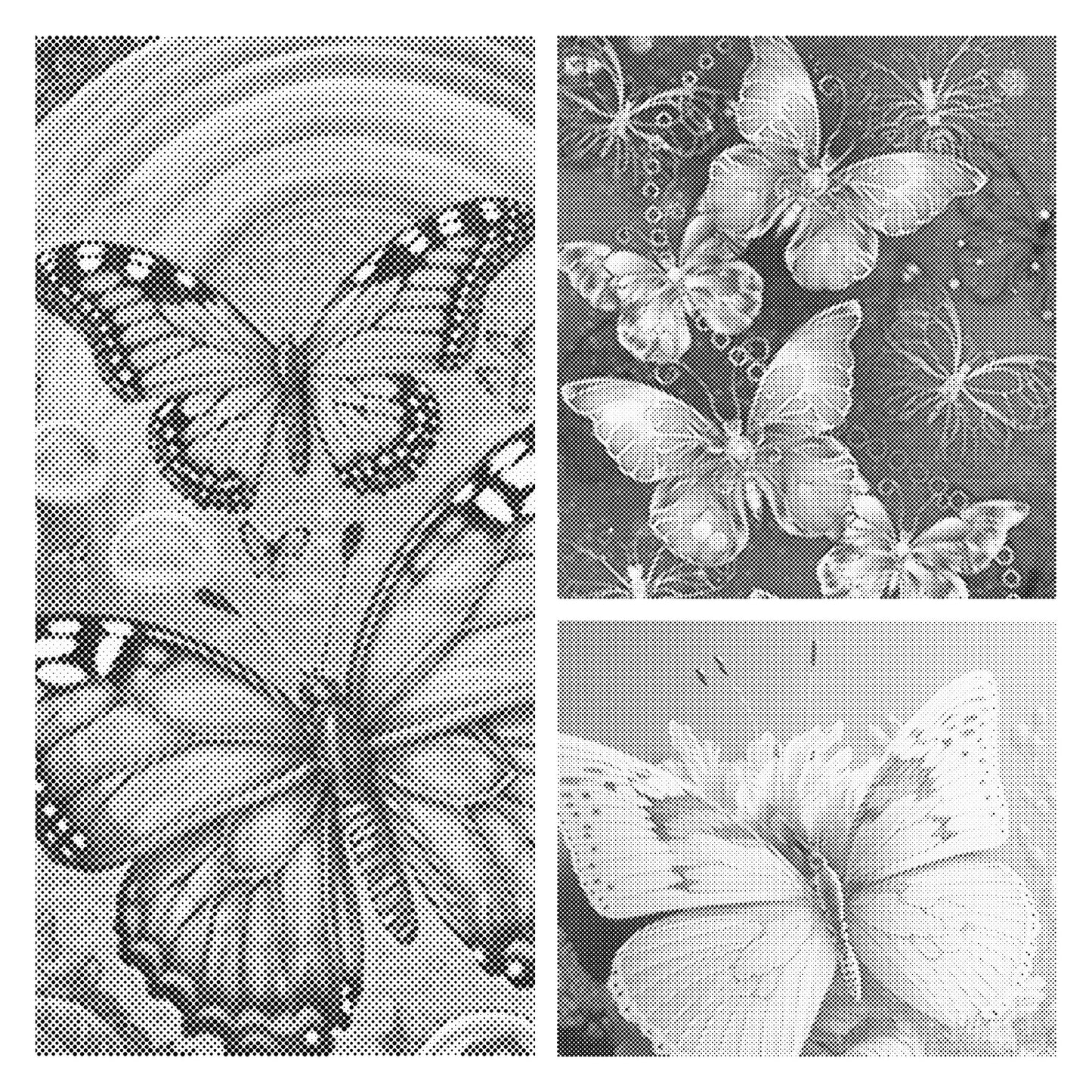 DOT Painting 40x50cm Magical Butterflies - Eén Kleur Stippelkunst