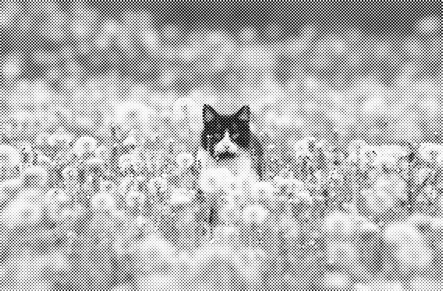 DOT Painting Katten - Verkrijgbaar in 40x60cm, 50x75cm en 60x90cm