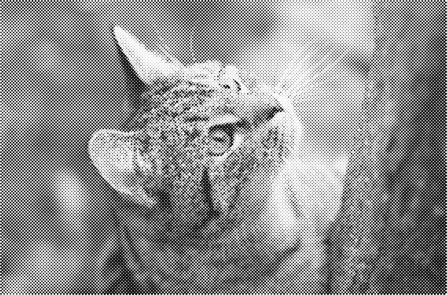 DOT Painting Kattenrassen