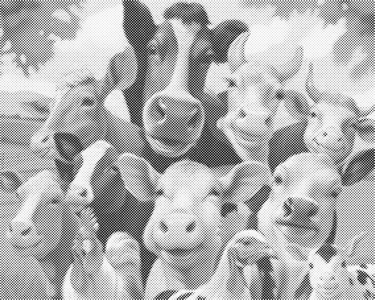 DOT Painting Dieren - Grappige Dieren - 40x50cm of 60x75cm