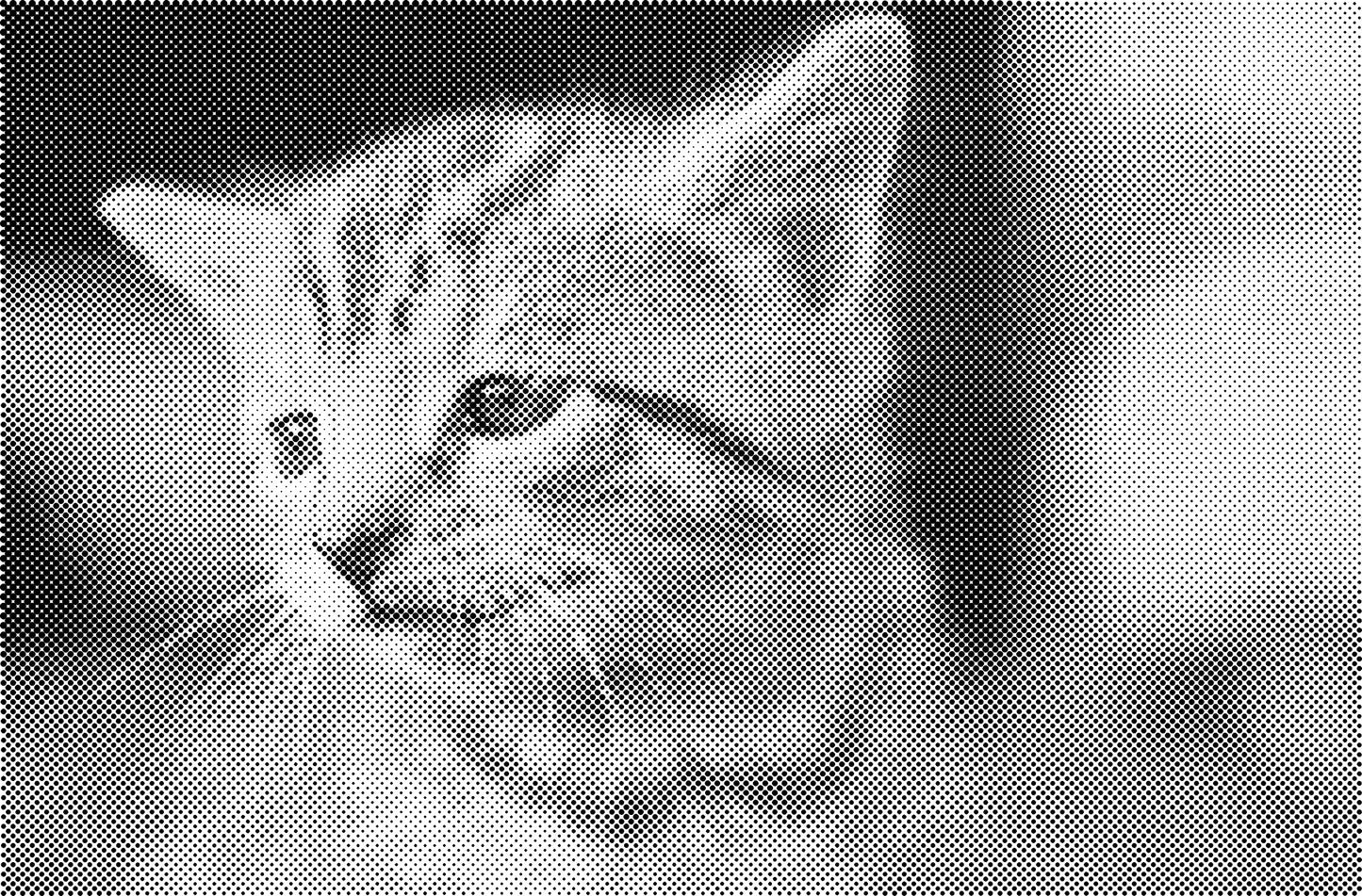 DOT Painting Dieren - Konijnen, Puppies en Katten - Verkrijgbaar in 40x60cm, 50x75cm en 60x90cm